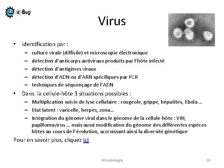 Virus • Identification par : – – – culture virale (difficile) et microscopie électronique