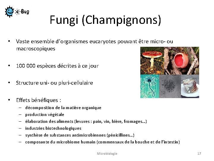 Fungi (Champignons) • Vaste ensemble d’organismes eucaryotes pouvant être micro- ou macroscopiques • 100