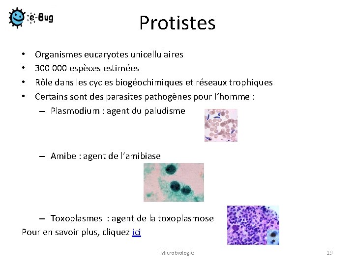 Protistes • • Organismes eucaryotes unicellulaires 300 000 espèces estimées Rôle dans les cycles