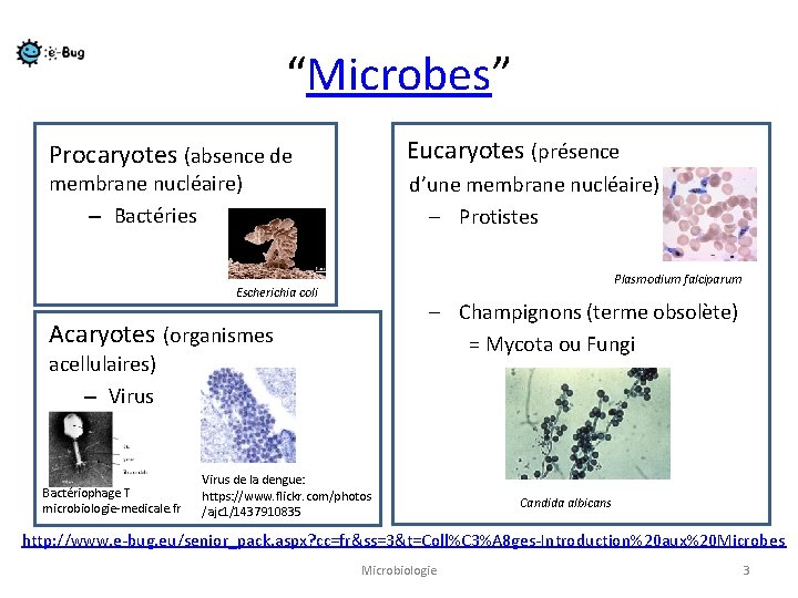 “Microbes” Eucaryotes (présence Procaryotes (absence de membrane nucléaire) – Bactéries d’une membrane nucléaire) –