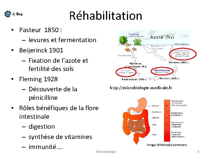 Réhabilitation • Pasteur 1850 : – levures et fermentation • Beijerinck 1901 – Fixation
