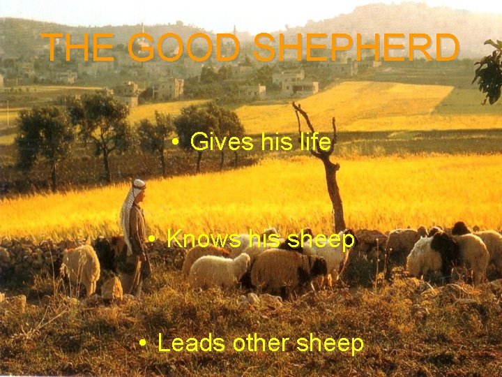 THE GOOD SHEPHERD • Gives his life • Knows his sheep • Leads other