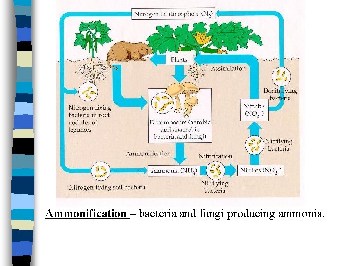 Ammonification – bacteria and fungi producing ammonia. 