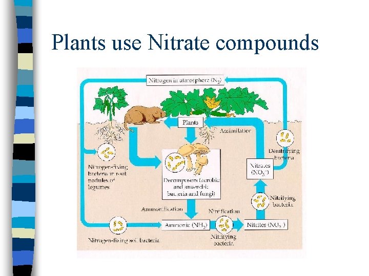 Plants use Nitrate compounds 