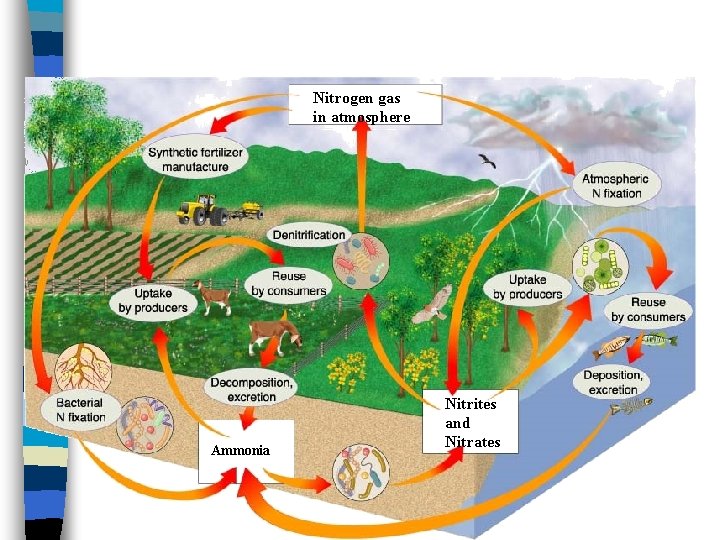 Nitrogen gas in atmosphere Ammonia Nitrites and Nitrates 