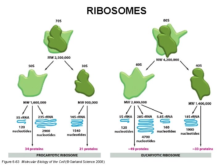 RIBOSOMES Figure 6 -63 Molecular Biology of the Cell (© Garland Science 2008) 