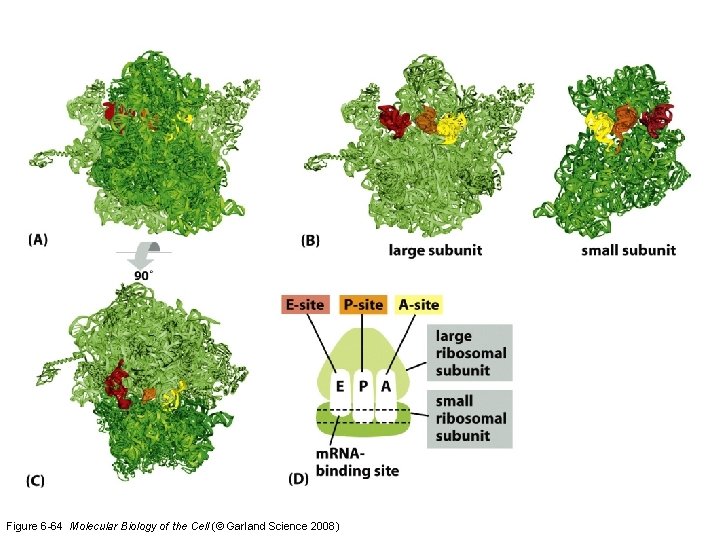 Figure 6 -64 Molecular Biology of the Cell (© Garland Science 2008) 