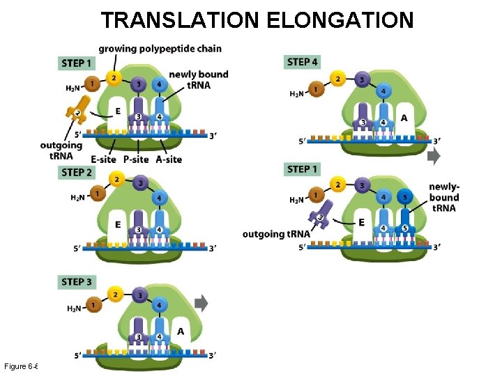 TRANSLATION ELONGATION Figure 6 -66 Molecular Biology of the Cell (© Garland Science 2008)