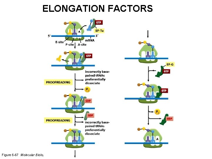 ELONGATION FACTORS Figure 6 -67 Molecular Biology of the Cell (© Garland Science 2008)