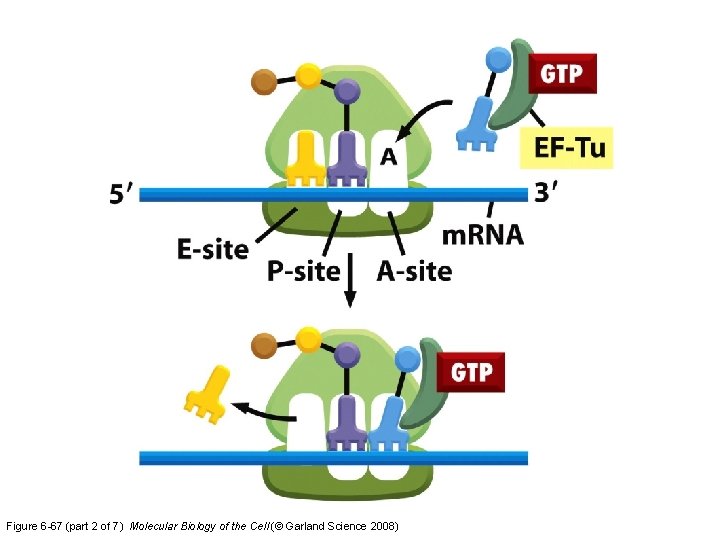 Figure 6 -67 (part 2 of 7) Molecular Biology of the Cell (© Garland