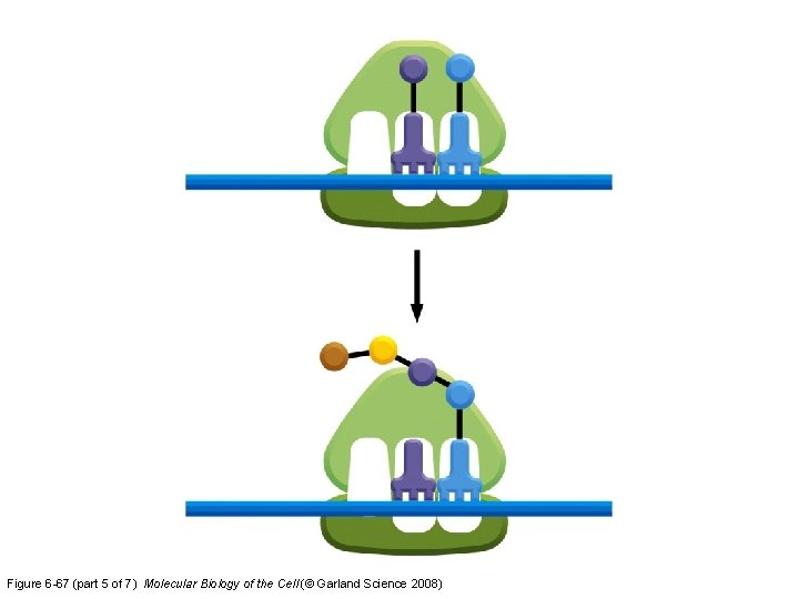 Figure 6 -67 (part 5 of 7) Molecular Biology of the Cell (© Garland