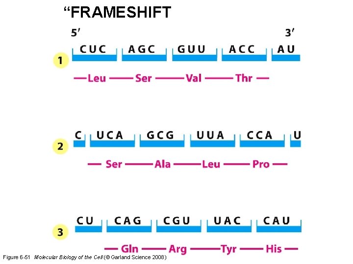 “FRAMESHIFT Figure 6 -51 Molecular Biology of the Cell (© Garland Science 2008) 