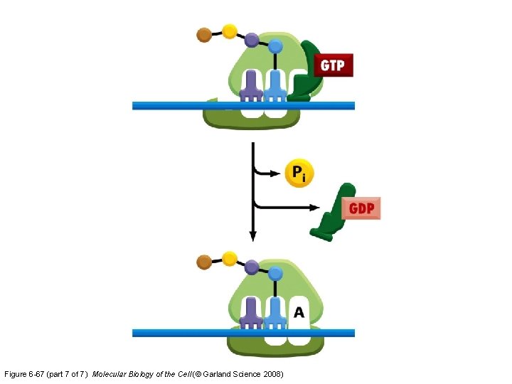 Figure 6 -67 (part 7 of 7) Molecular Biology of the Cell (© Garland