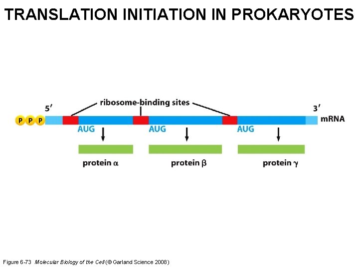 TRANSLATION INITIATION IN PROKARYOTES Figure 6 -73 Molecular Biology of the Cell (© Garland