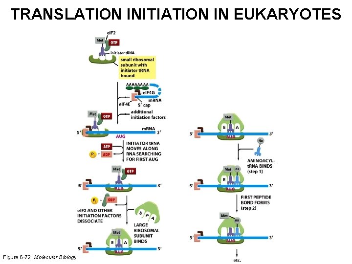 TRANSLATION INITIATION IN EUKARYOTES Figure 6 -72 Molecular Biology of the Cell (© Garland