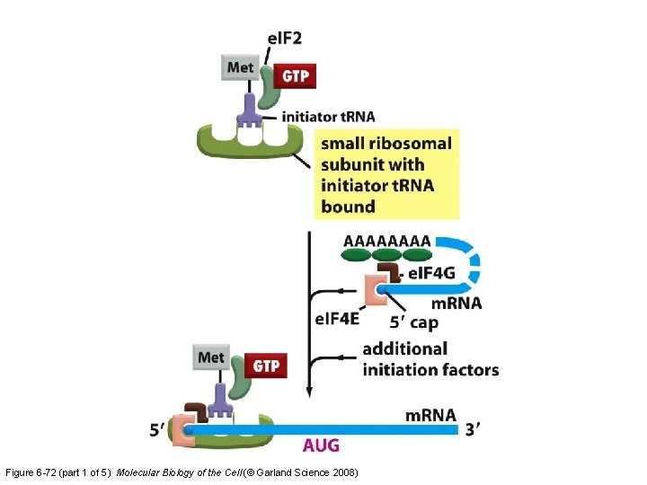 Figure 6 -72 (part 1 of 5) Molecular Biology of the Cell (© Garland