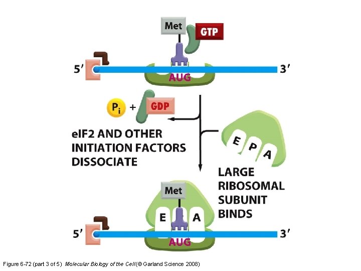 Figure 6 -72 (part 3 of 5) Molecular Biology of the Cell (© Garland