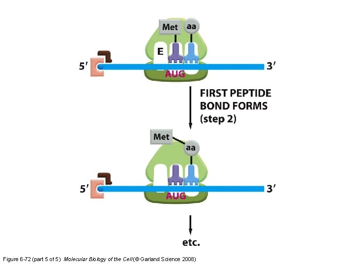 Figure 6 -72 (part 5 of 5) Molecular Biology of the Cell (© Garland