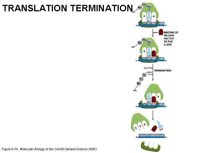 TRANSLATION TERMINATION Figure 6 -74 Molecular Biology of the Cell (© Garland Science 2008)
