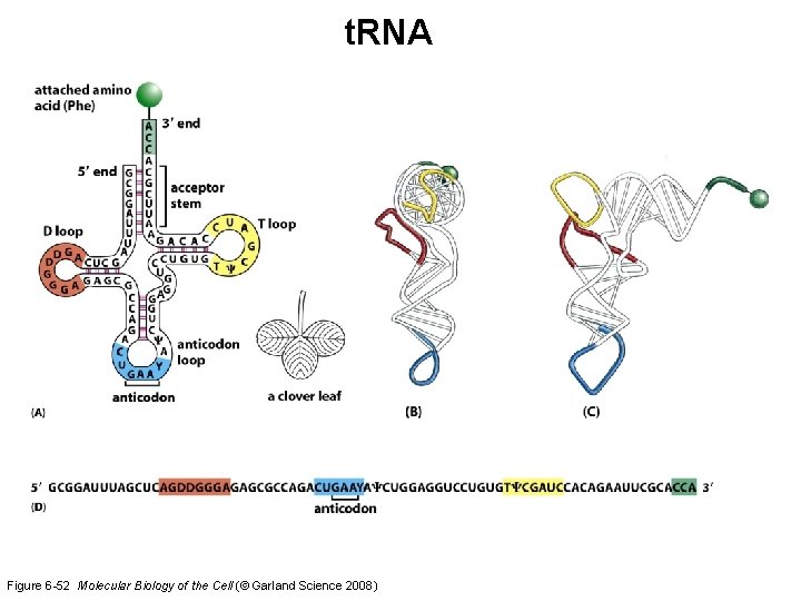t. RNA Figure 6 -52 Molecular Biology of the Cell (© Garland Science 2008)