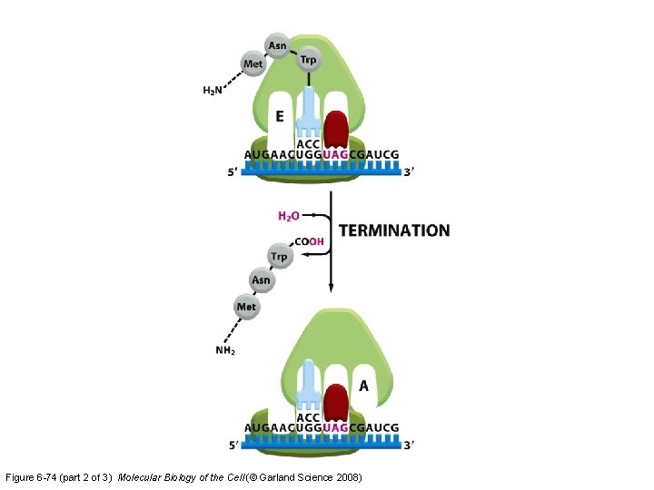 Figure 6 -74 (part 2 of 3) Molecular Biology of the Cell (© Garland