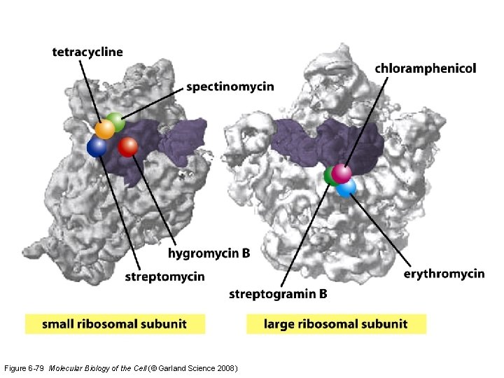 Figure 6 -79 Molecular Biology of the Cell (© Garland Science 2008) 