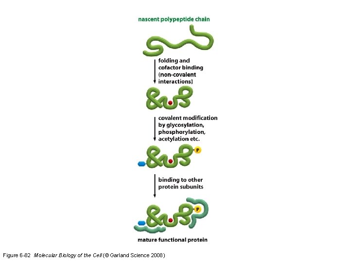 Figure 6 -82 Molecular Biology of the Cell (© Garland Science 2008) 