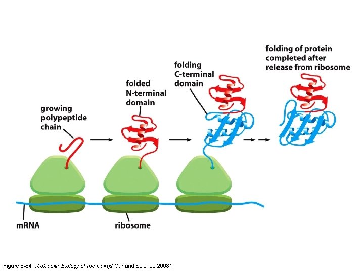 Figure 6 -84 Molecular Biology of the Cell (© Garland Science 2008) 