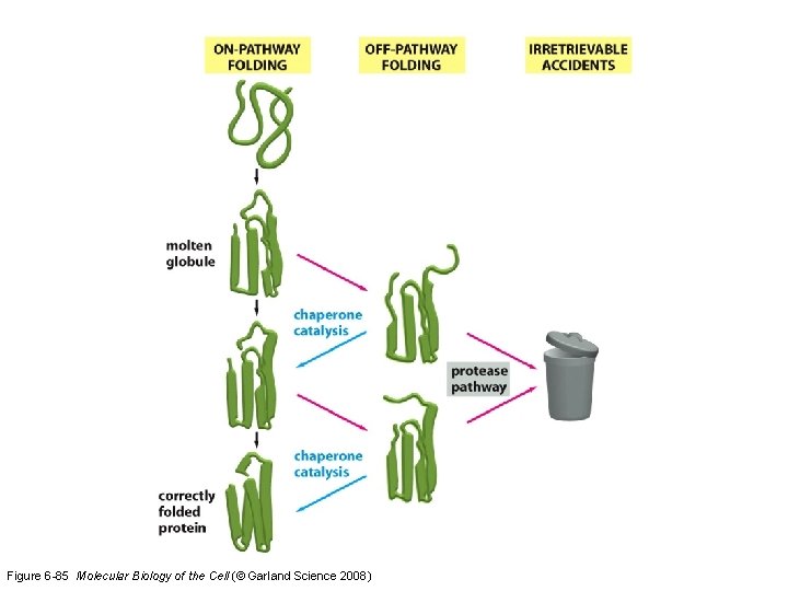 Figure 6 -85 Molecular Biology of the Cell (© Garland Science 2008) 