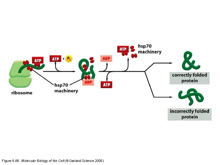 Figure 6 -86 Molecular Biology of the Cell (© Garland Science 2008) 