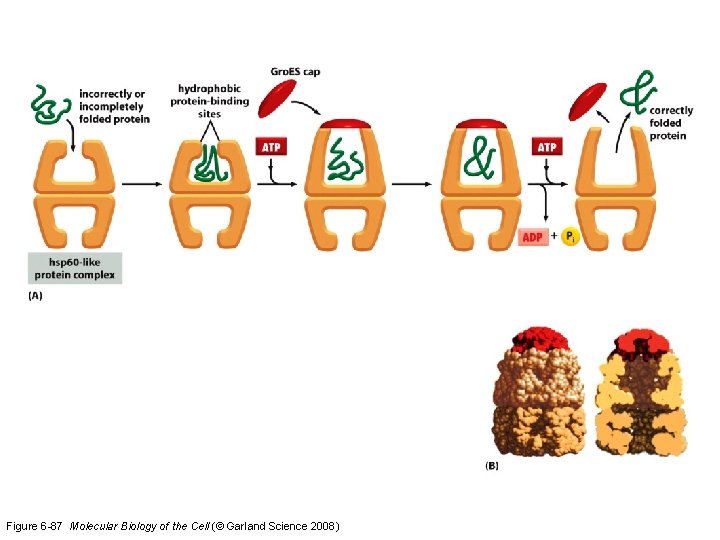 Figure 6 -87 Molecular Biology of the Cell (© Garland Science 2008) 
