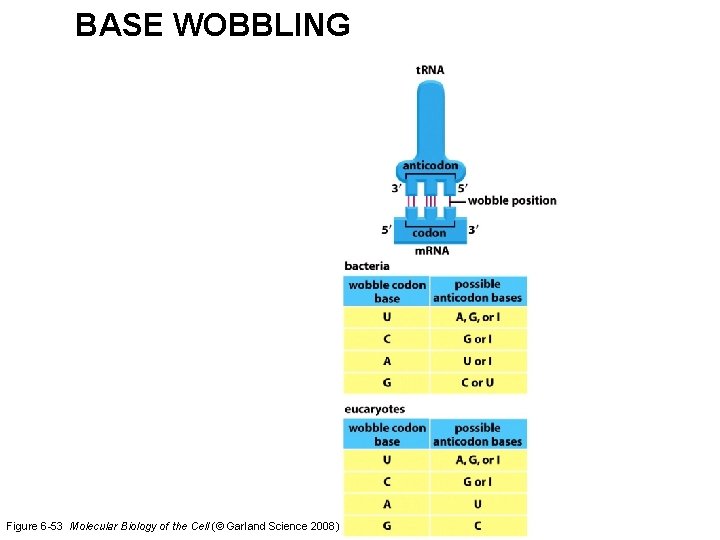 BASE WOBBLING Figure 6 -53 Molecular Biology of the Cell (© Garland Science 2008)