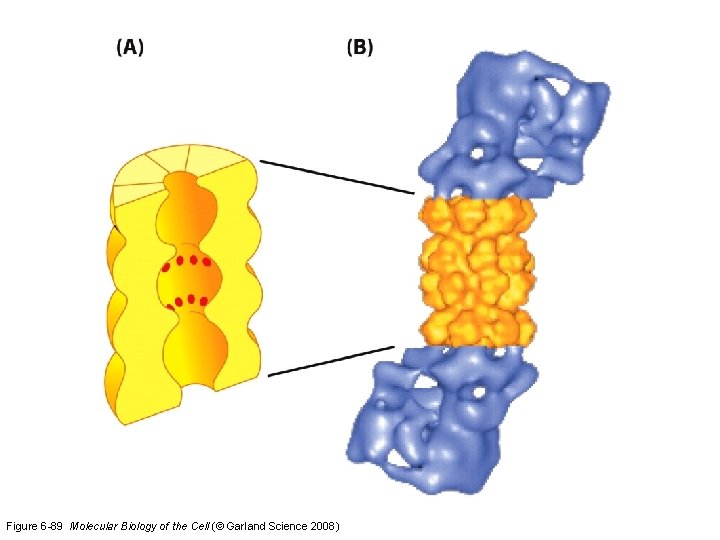 Figure 6 -89 Molecular Biology of the Cell (© Garland Science 2008) 