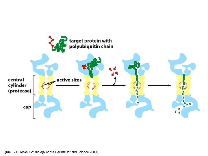 Figure 6 -90 Molecular Biology of the Cell (© Garland Science 2008) 