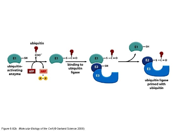 Figure 6 -92 b Molecular Biology of the Cell (© Garland Science 2008) 