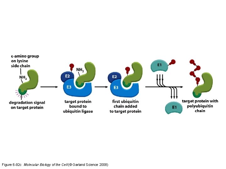 Figure 6 -92 c Molecular Biology of the Cell (© Garland Science 2008) 