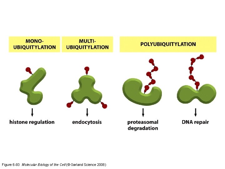 Figure 6 -93 Molecular Biology of the Cell (© Garland Science 2008) 