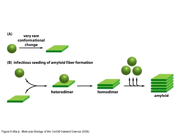 Figure 6 -95 a, b Molecular Biology of the Cell (© Garland Science 2008)