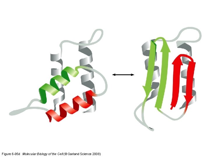 Figure 6 -95 d Molecular Biology of the Cell (© Garland Science 2008) 