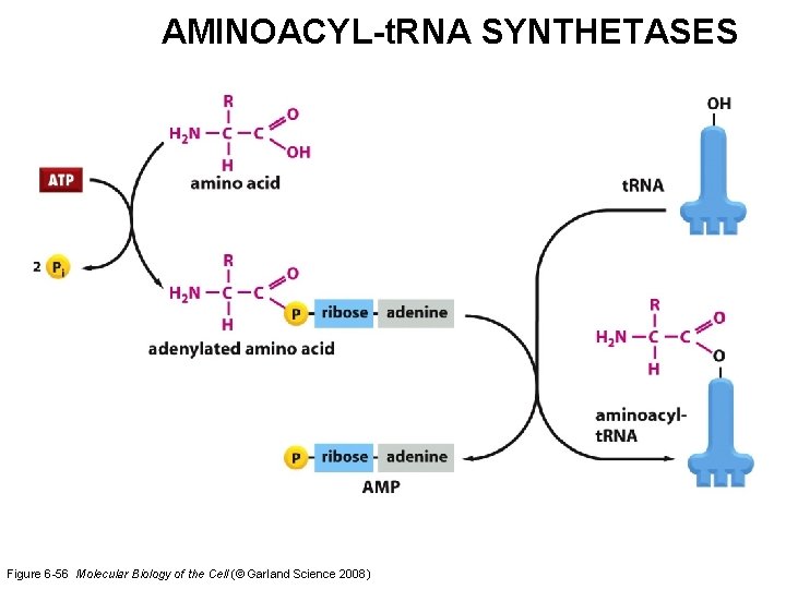 AMINOACYL-t. RNA SYNTHETASES Figure 6 -56 Molecular Biology of the Cell (© Garland Science
