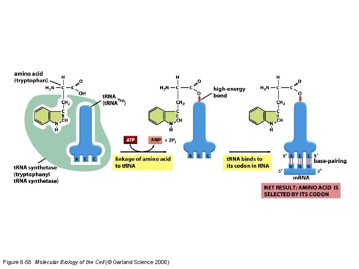 Figure 6 -58 Molecular Biology of the Cell (© Garland Science 2008) 