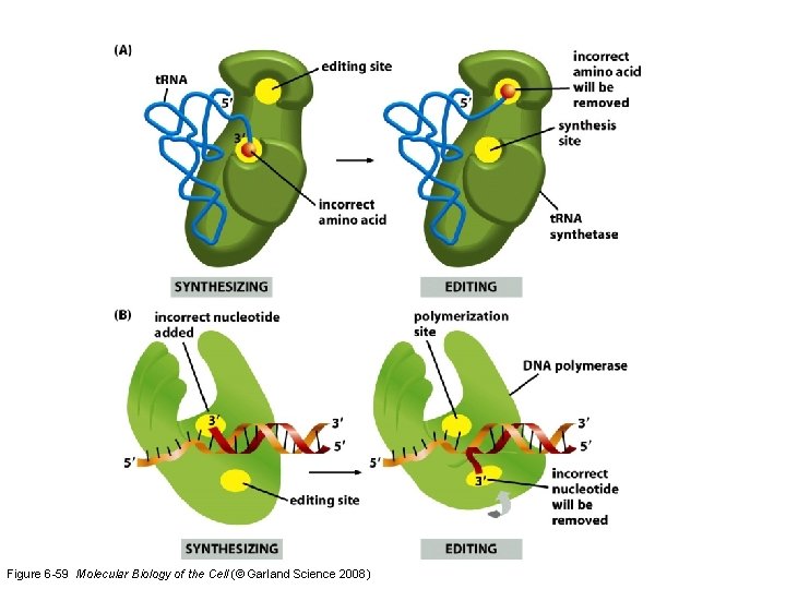 Figure 6 -59 Molecular Biology of the Cell (© Garland Science 2008) 