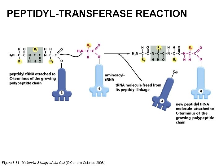 PEPTIDYL-TRANSFERASE REACTION Figure 6 -61 Molecular Biology of the Cell (© Garland Science 2008)