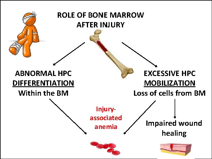 ROLE OF BONE MARROW AFTER INJURY ABNORMAL HPC DIFFERENTIATION Within the BM EXCESSIVE HPC