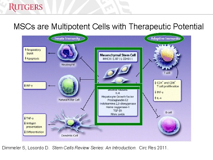 Optional Presentation Title MSCs are Multipotent Cells with Therapeutic Potential Dimmeler S, Losordo D.