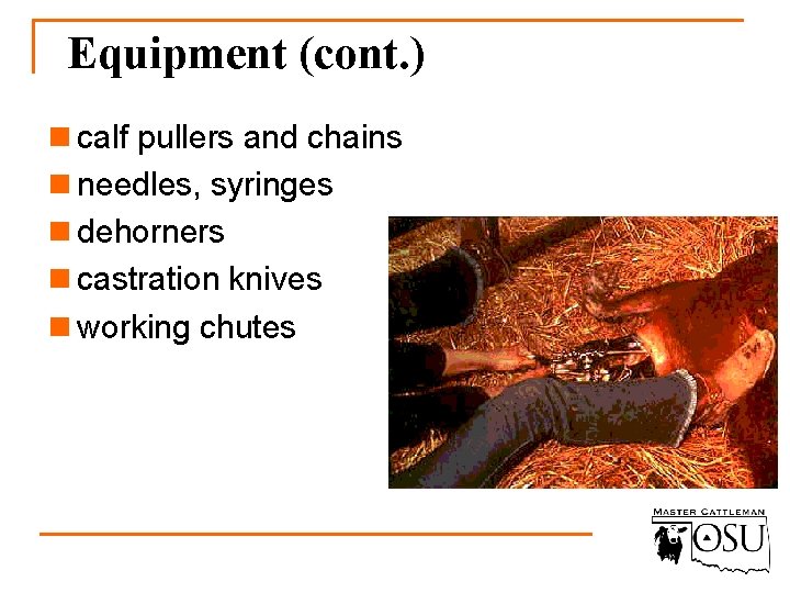 Equipment (cont. ) n calf pullers and chains n needles, syringes n dehorners n