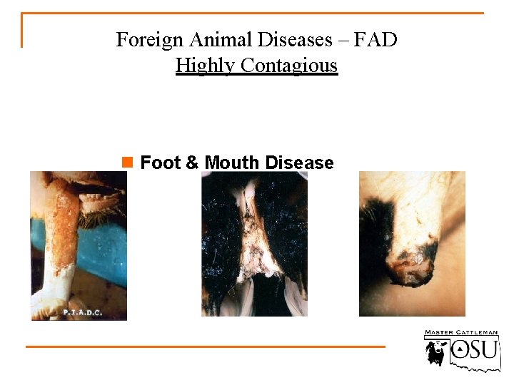 Foreign Animal Diseases – FAD Highly Contagious n Foot & Mouth Disease 