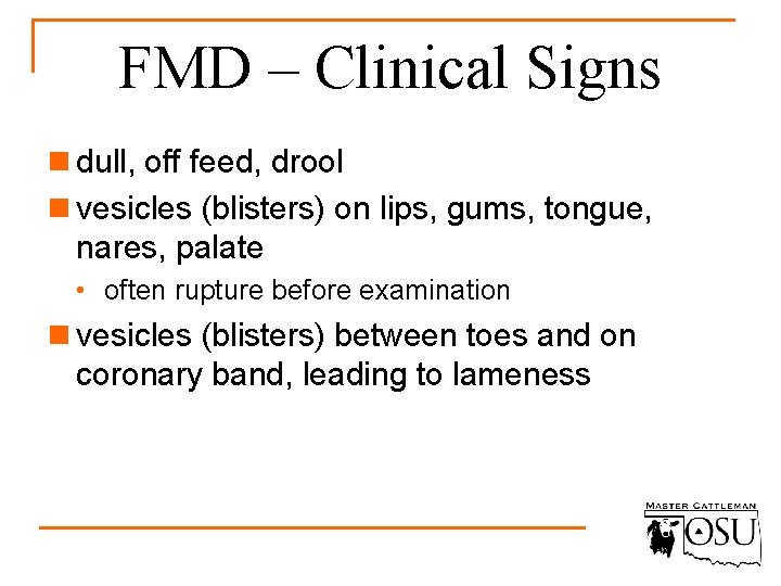 FMD – Clinical Signs n dull, off feed, drool n vesicles (blisters) on lips,