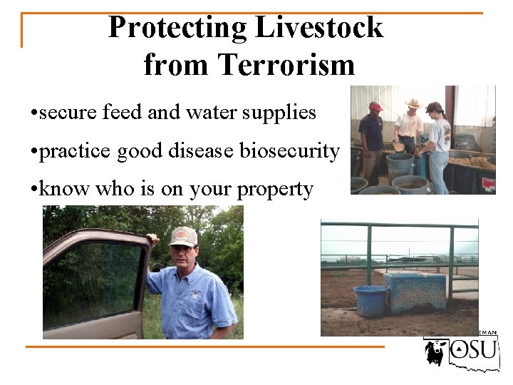Protecting Livestock from Terrorism • secure feed and water supplies • practice good disease