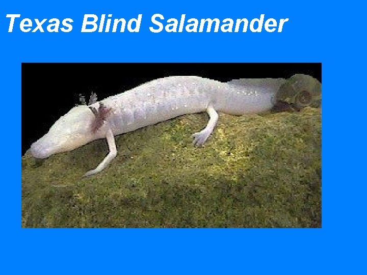 Texas Blind Salamander 